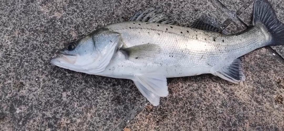 泥鳅钓鲈鱼是钓底吗(钓海鲈鱼钓底还是浮啊)
