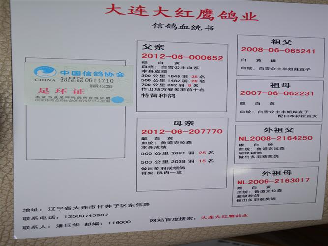 中国信鸽信息网首页(免费查信鸽足环号)