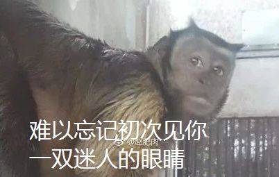 完美国际猴子表情包(很火的那只猴子表情包)