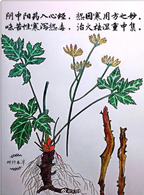 与中草药有关的诗句(含有中药材的古诗)