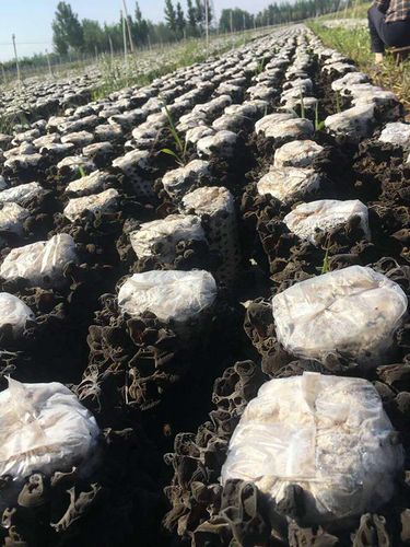 木耳专用播放器(木耳专用播放器：聆听木耳种植秘诀)