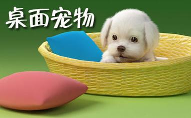 桌面宠物全部免费(手机桌面可触摸互动的人物)