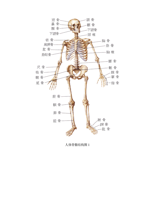 人体骨骼结构图(人体206块骨骼全部名称)