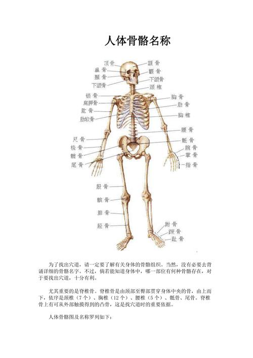 人体骨骼结构图(人体206块骨骼全部名称)