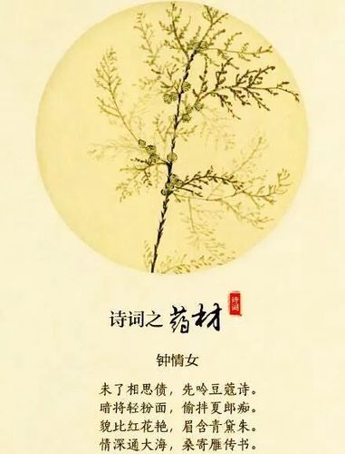描写药材的诗句古诗(描写中药的古诗词)