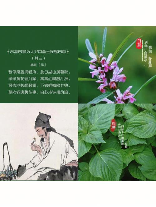 描写药材的诗句古诗(描写中药的古诗词)